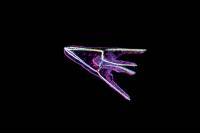 Oursin - Larve Pluteus jeune (FN) x40 